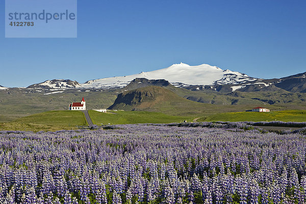 Lupinien (Lupinus) und die Kirche von Ingjaldshóll dahinter der Snaefellsnessjökull (Jules Verne Reise zum Mittelpunkt der Erde)  Snaefellsness Halbinsel  Island