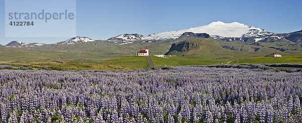 Lupinien (Lupinus) und die Kirche von Ingjaldshóll dahinter der Snaefellsnessjökull (Jules Verne Reise zum Mittelpunkt der Erde)  Snaefellsness Halbinsel  Island