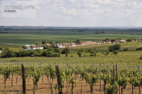 Blick über Weingärten zu den Presshäusern von Mailberg  Weinviertel  Niederösterreich  Österreich