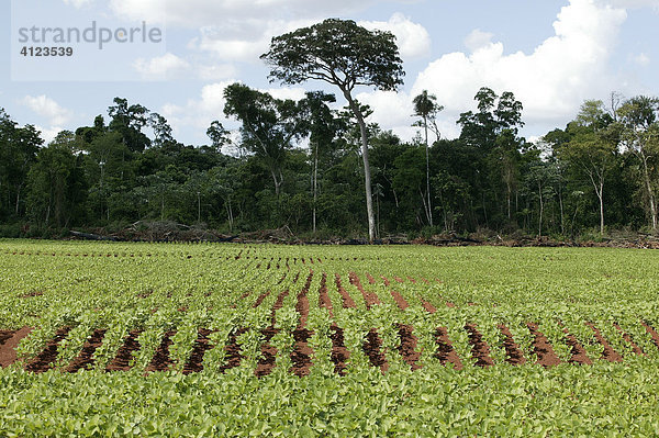 Sojafelder mit Sekundärwald  genmanipulierte Pflanzen  Paraguay  Südamerika
