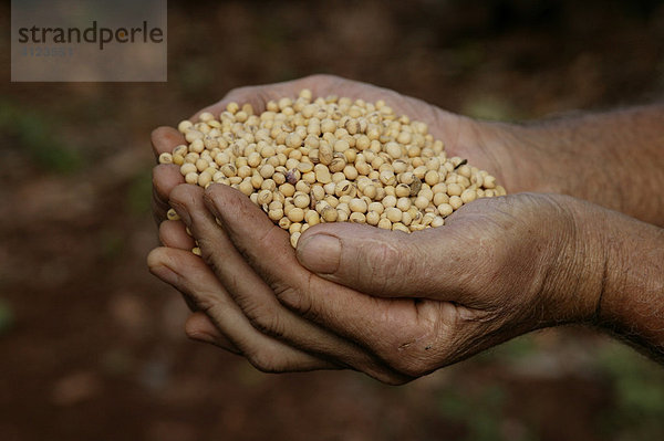 Hand mit Sojabohnen  aus genmanipuliertem Saatgut  Paraguay  Südamerika