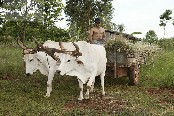 Landarbeiter mit Büffelwagen transportiert Zucherrohr  Paraguay  Südamerika