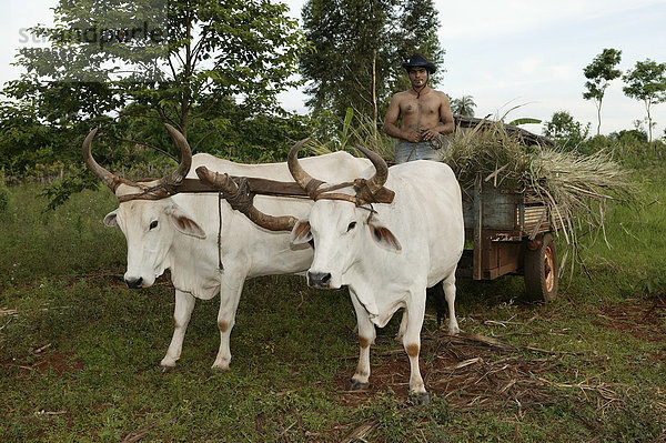 Landarbeiter mit Ochsengespann  transportiert Zuckerrohr  Paraguay  Südamerika