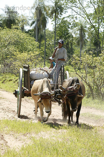 Guarani Ochsengespann   Caacupe  Paraguay  Südamerika