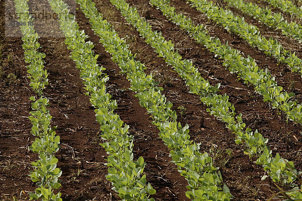 Junge Sojapflanzen  genmanipulierter Anbau  Paraguay  Südamerika