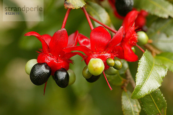 Frucht einer tropische Fuchsia-Art aus der Fam. Onagraceae  Nachtkerzengewächs  Südafrika