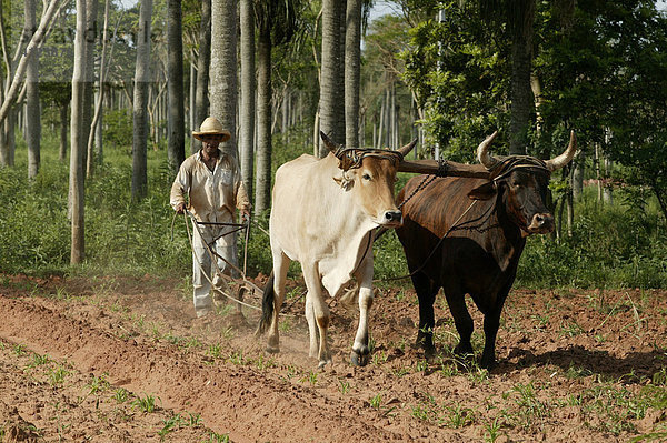 Landarbeiter pflügt das Feld mit einem von Ochsen gezogenem Pflug  Paraguay  Südamerika