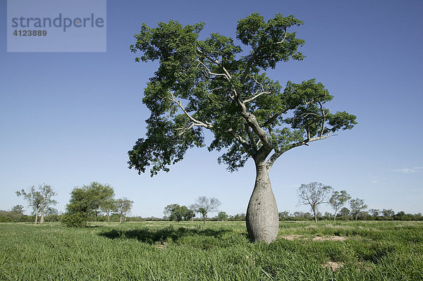 Florettseidenbaum od. Flaschenbaum Chorisia speciosa/ venticosa