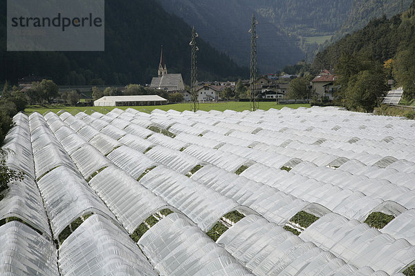 Folienbeete für Früherdbeeren im Eisacktal  Südtirol  Italien
