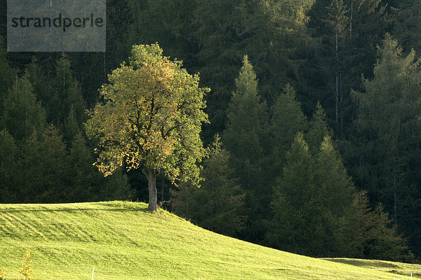 Herbstlicher Birnbaum  Pyrus communis  Villnößtal  Südtirol  Italien