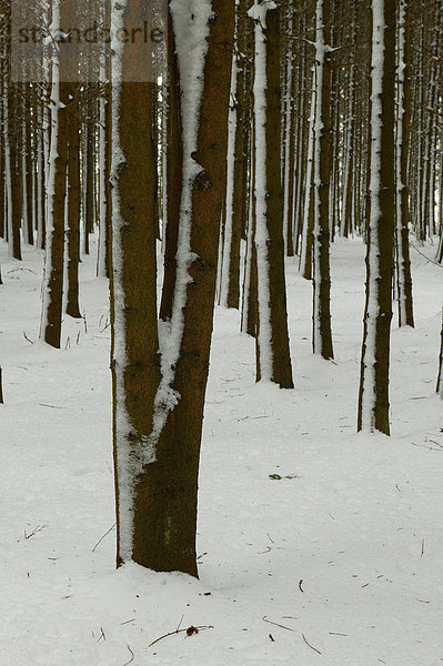 Winterlicher Wald im Allgäu  Baden-Württemberg  Deutschland