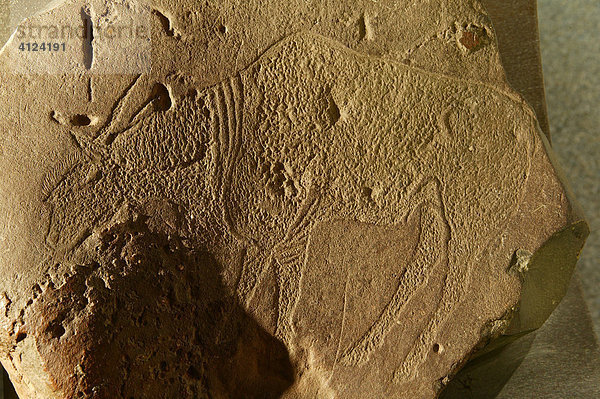 Felszeichnung (Petroglyphe)  National-Kultur-Museum  Pretoria  Südafrika
