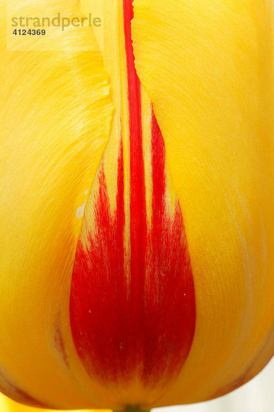 Einfache späte Tulpe  gelb mit roten Zeichnungen  Hybride La Courtine
