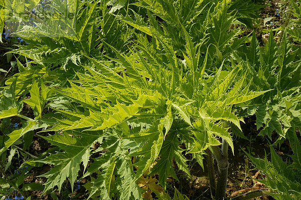 Riesen-Bärenklau (Heracleum mantegazzianum)  auch Herkulesstaude  oder Herkuleskraut