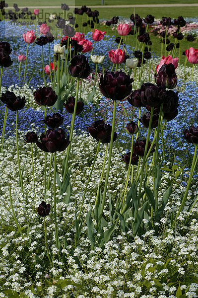 Schwarze Tulpen in Vergissmeinnicht
