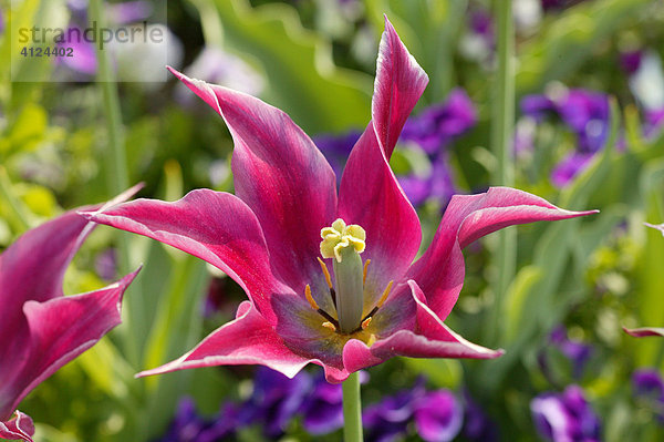 Lilienblütige Tulpen mit Blick auf Staubblätter und Fruchtknoten
