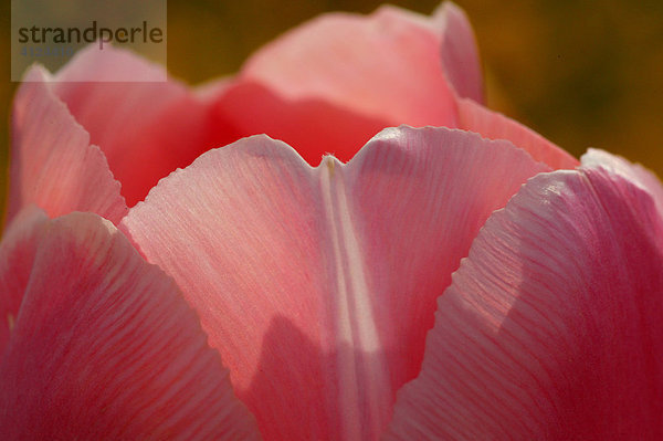 Spitzen der Blütenblätter einer rosafarbenen Tulpe