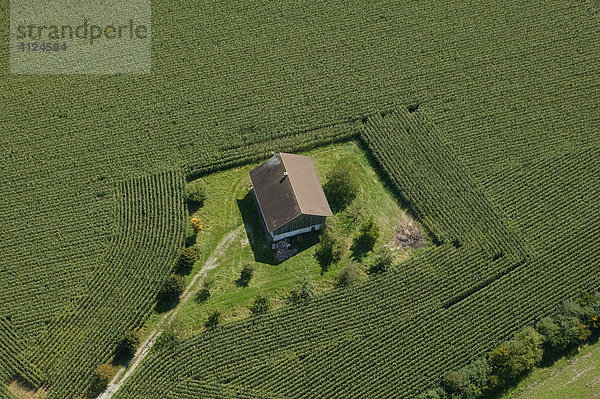 Einzelnes Haus mitten in einem Maisfeld  Deutschland