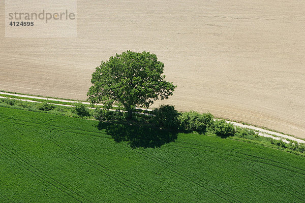 Baum zwischen zwei Feldern  Niederbayern  Bayern  Deutschland