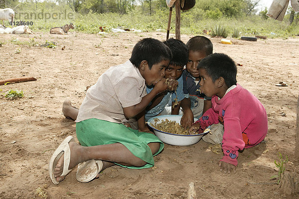 Kinder essen frisches  zerkleinertes Zuckerrohr  Nivaclé-Indianer  Jothoisha  Chaco  Paraguay  Südamerika