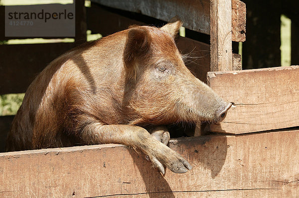 Schwein (sus scrofa domesticus) schaut aus dem Stall  Paraguay  Südamerika