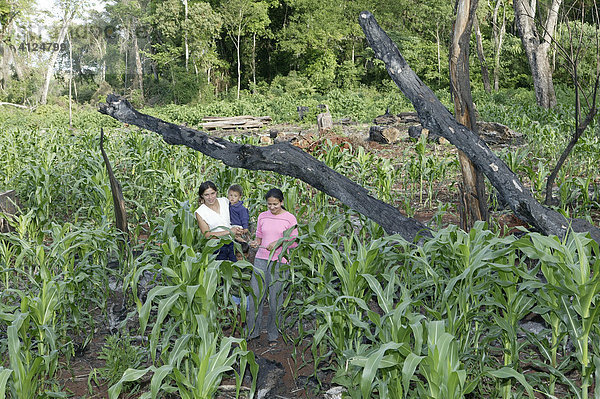 Frauen und Kinder auf einem Mais- und Maniokfeld  frisch gerodeter Urwald  Asuncion  Paraguay  Südamerika