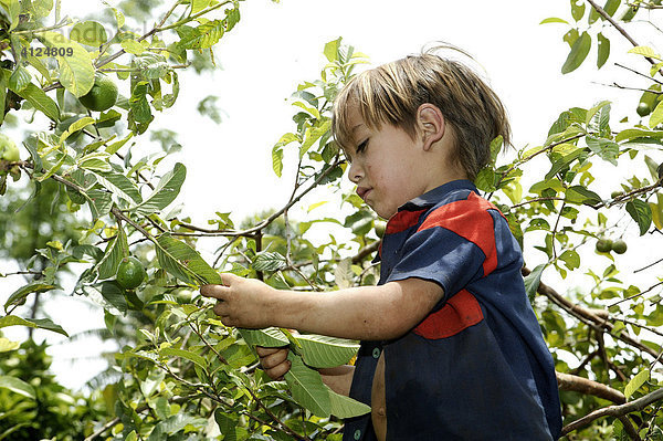 Junge auf einem Orangenbaum  Paraguay  Südamerika