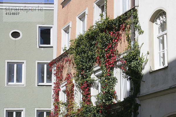 Laub bewachsene Hausfassade  Mühldorf am Inn  Oberbayern  Bayern  Deutschland