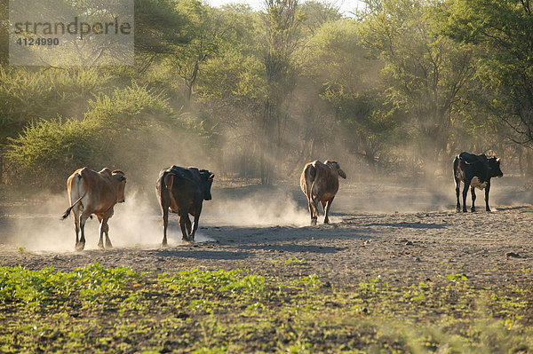 Rinderherde in der Nähe des Ngami Sees  Botswana  Afrika