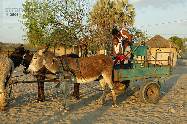 Auf dem Eselwagen  Sehitwa  Botswana  Afrika