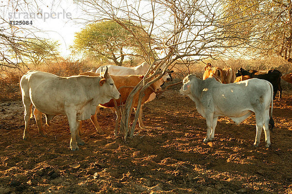 Zwei Bullen  Rinder im Kral  Cattlepost Bothatogo  Botswana  Afrika