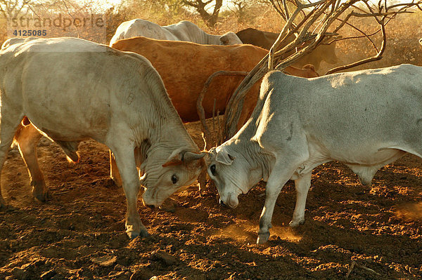 Zwei kämpfende Bullen  Rinder im Kral  Cattlepost Bothatogo  Botswana  Afrika