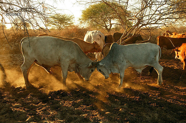 Zwei kämpfende Bullen  Rinder im Kral  Cattlepost Bothatogo  Botswana  Afrika