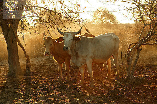 Rinder im Kral  Cattlepost Bothatogo  Botswana  Afrika