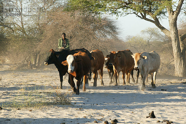 Rinder werden zu Futterplätzen getrieben  Cattlepost Bothatogo  Botswana  Afrika