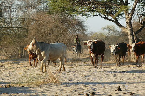 Rinder werden zu Futterplätzen getrieben  Cattlepost Bothatogo  Botswana  Afrika