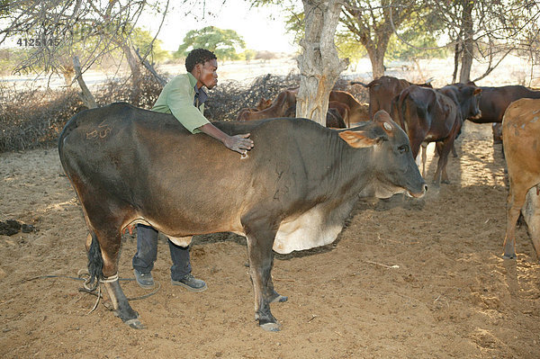 Kranke Kuh wird behandelt  Cattlepost Bothatogo  Botswana  Afrika