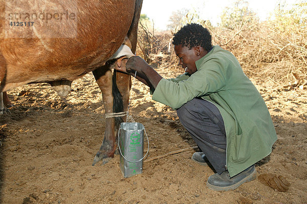 Mann melkt Kuh  Cattlepost Bothatogo  Botswana  Afrika