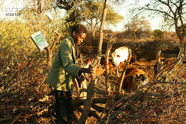 Mann verschließt den Vieh-Kral  Cattlepost Bothatoga  Botswana  Afrika