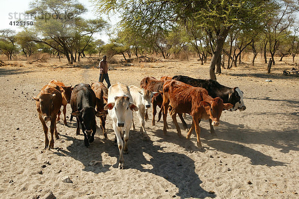 Rinderherde  Cattlepost Bothatoga  Botswana  Afrika