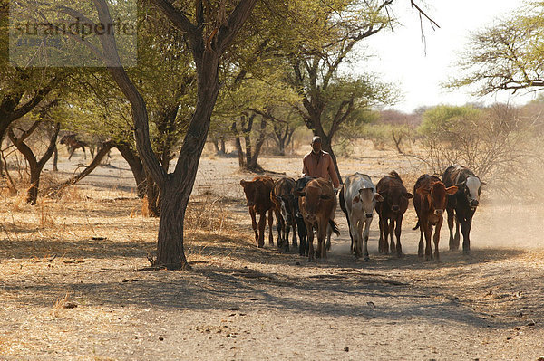 Rinderherde  Cattlepost Bothatoga  Botswana  Afrika