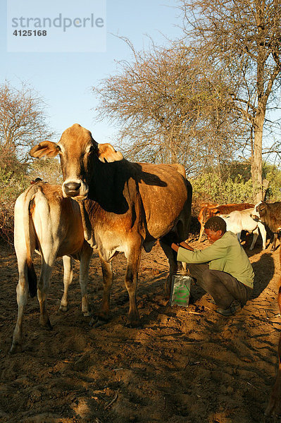 Mann beim Melken  Cattlepost Bothatoga  Botswana  Afrika