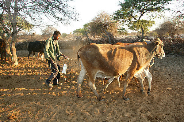 Mann beim Melken  Cattlepost Bothatoga  Botswana  Afrika