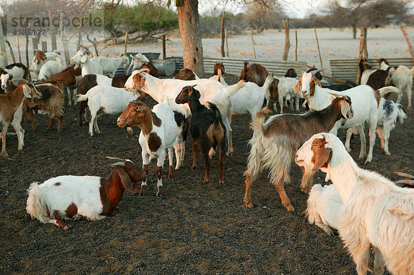Ziegenherde im Kral  Cattlepost Bothatoga  Botswana  Afrika