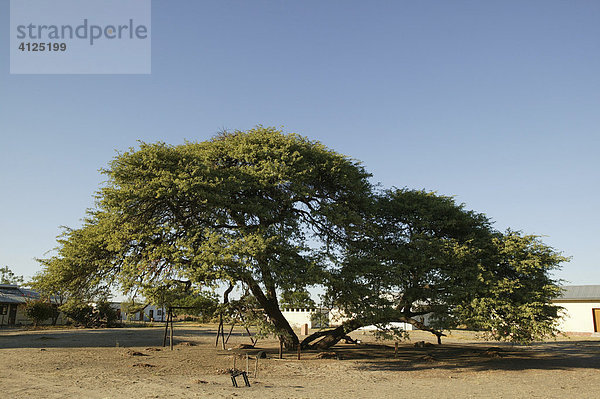 Der Dorf-Baum  unter dem die Versammlungen stattfinden  Sehitwa  Botswana  Afrika