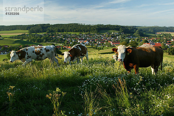 Auf der Weide grasende Kühe  Aschau am Inn  Oberbayern  Bayern  Deutschland