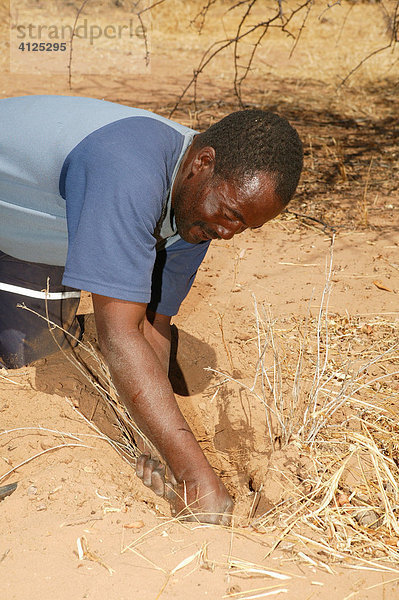 Traditioneller Heiler auf der Suche nach verschiedene Heilpflanzen  Sehitwa  Botswana  Afrika
