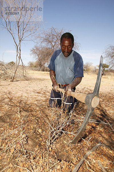 Traditioneller Heiler auf der Suche nach verschiedene Heilpflanzen  Sehitwa  Botswana  Afrikaswana  Afrika