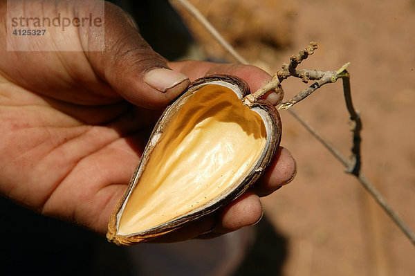 Traditioneller Heiler zeigt eine Fruchthülse die als Heilpflanze gilt  Sehitwa  Botswana  Afrika