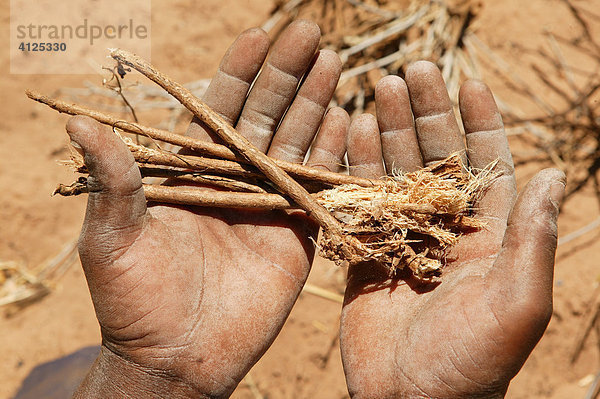 Traditioneller Heiler zeigt verschiedene Heilpflanzen  Sehitwa  Botswana  Afrika